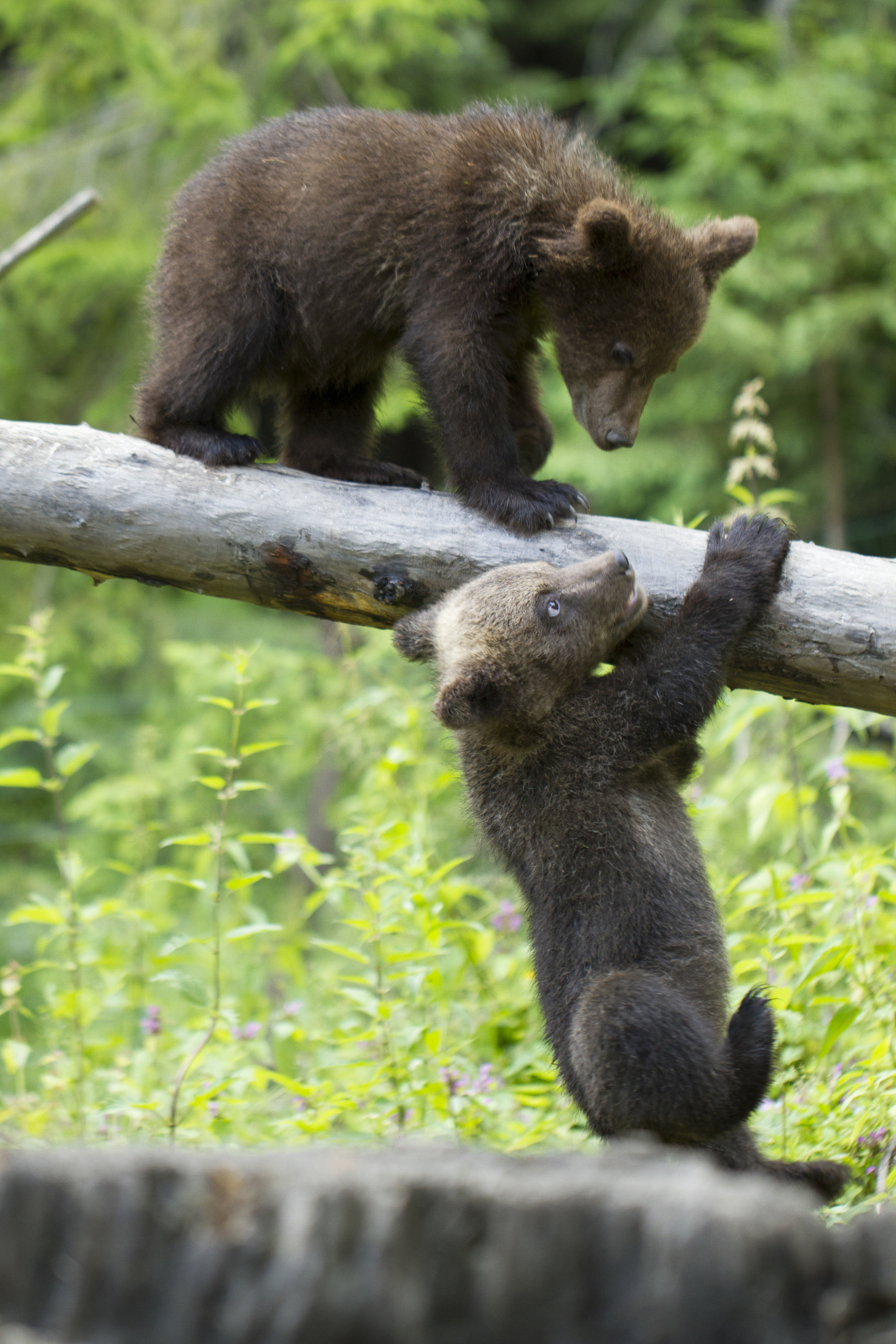 WWF-România lansează Bearflix, primul serviciu de streaming care ajută ursuleții orfani