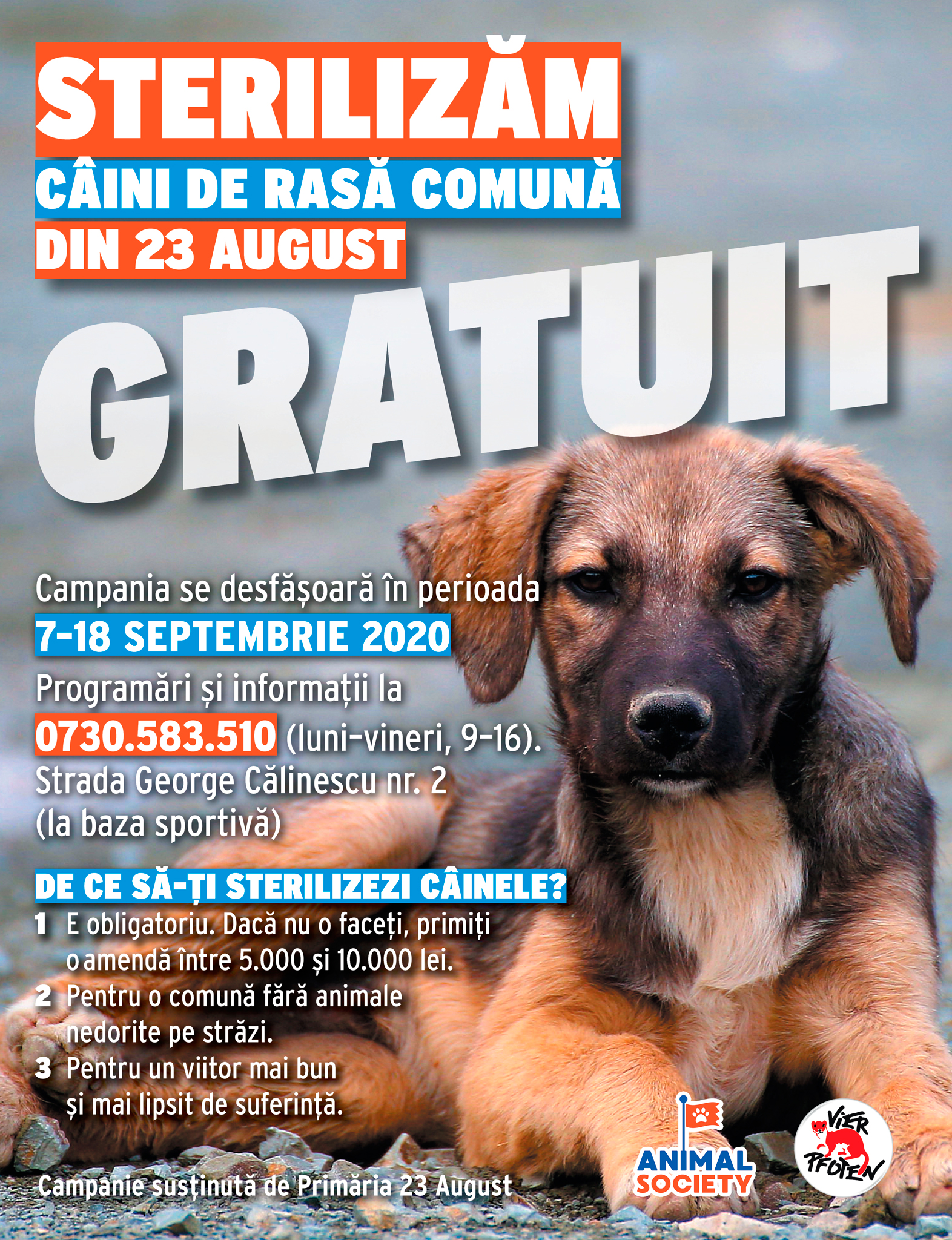 Animal Society demarează o campanie de sterilizare gratuită a câinilor din comuna 23 August