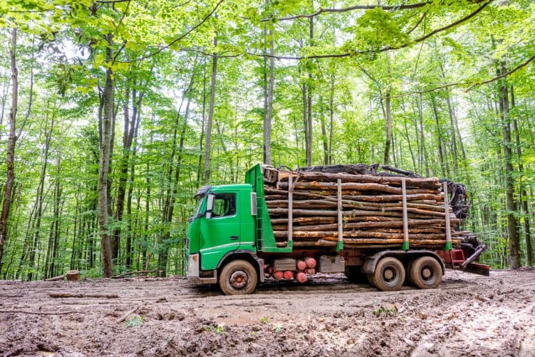 Breșele din SUMAL 2.0 permit „fabricarea” provenienței legale a lemnului