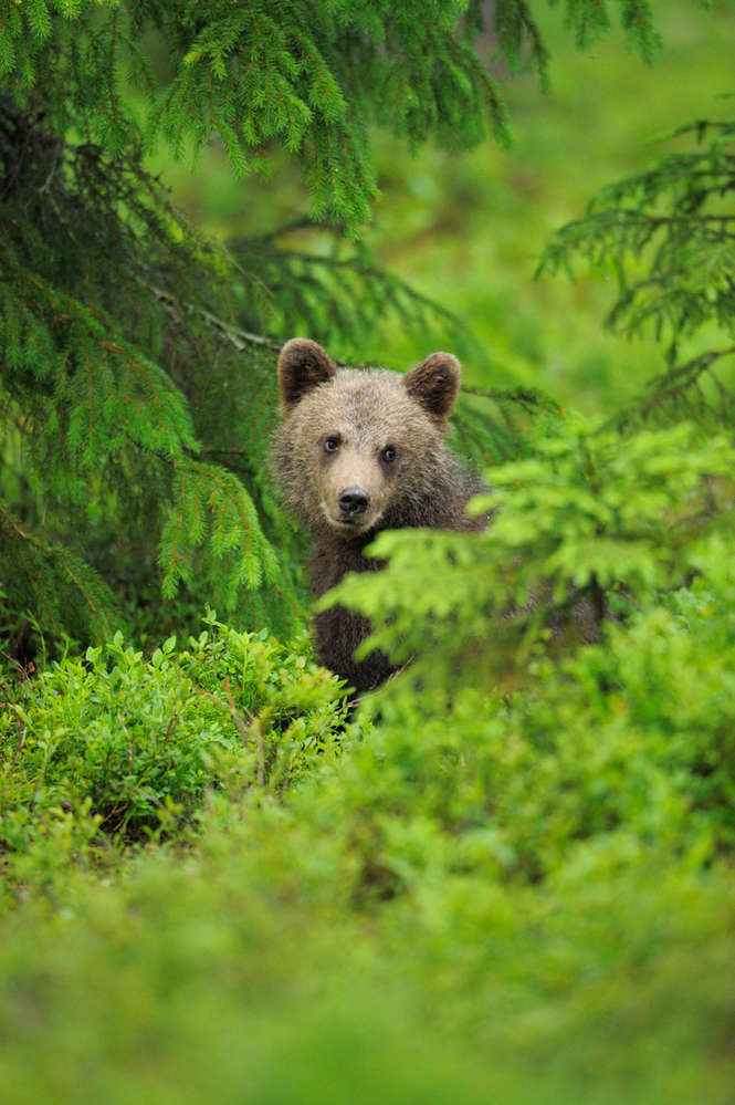 Legea privind intervenția de urgență în cazul atacurilor urșilor nu rezolvă problemele