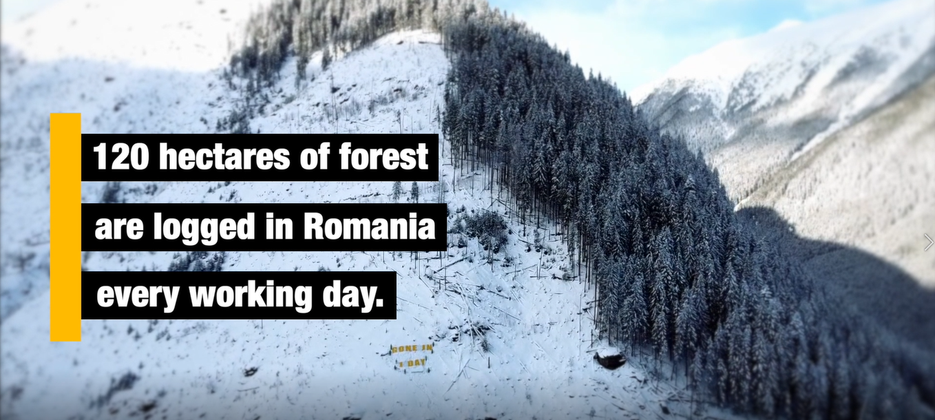 Protestatari din 14 țări cer UE să oprească distrugerea pădurilor