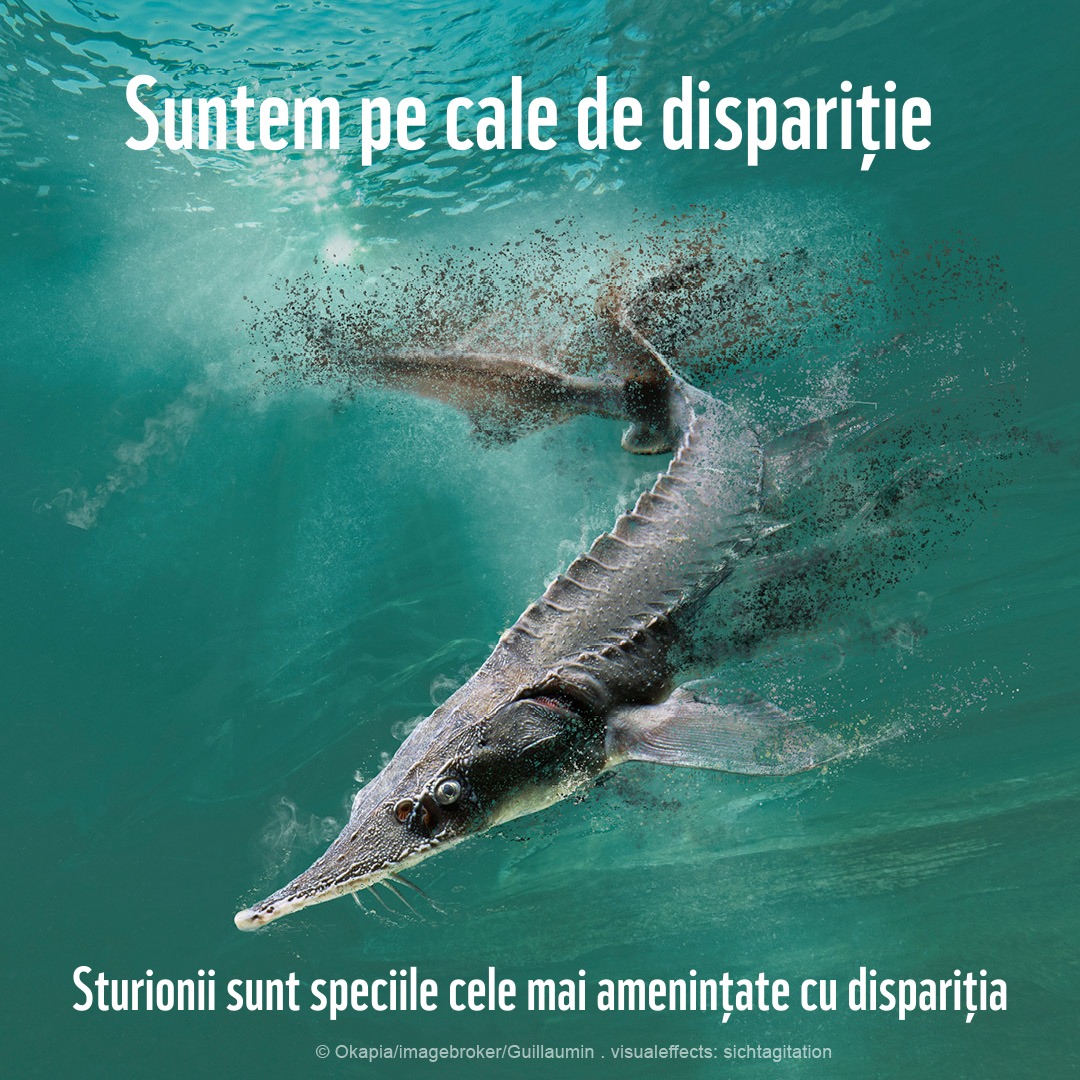 WWF România: O specie de sturion a dispărut din Dunăre, iar celelalte sunt pe cale de dispariție.